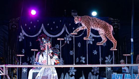 Цирк-шапито на льду «Grand Safari», Рыбинск
