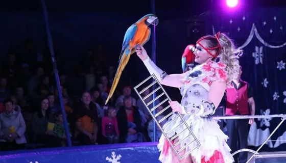 Цирк-шапито на льду «Grand Safari», Рыбинск