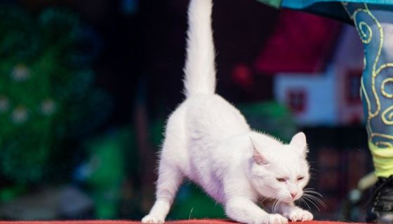 Театр кошек Юрия Куклачёва. Коты спасают мир