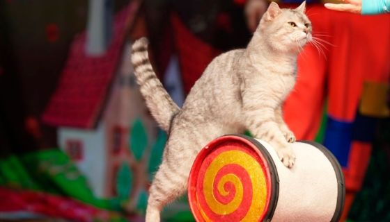 Театр кошек Юрия Куклачёва. Коты спасают мир