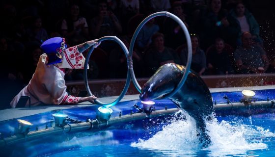 Цирк на воде «Царство фонтанов»